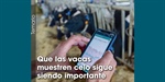 Que las vacas muestren celo sigue siendo importante