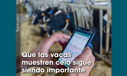 Que las vacas muestren celo sigue siendo importante