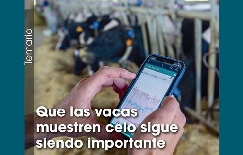 Que las vacas muestren celo sigue siendo importante