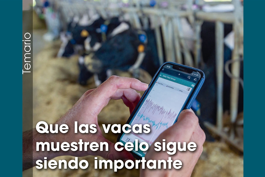 Que las vacas muestren celo sigue siendo importante