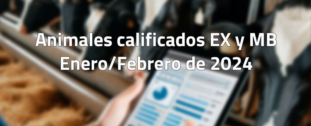 Animales calificados EX y MB en enero y febrero de 2024
