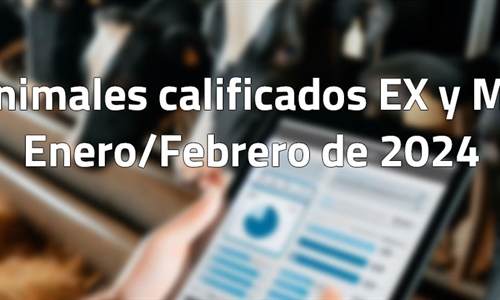 Animales calificados EX y MB en enero y febrero de 2024