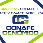 Actualizacin de pruebas genmicas de Machos: CONAFE + MACE y GMACE Abril 2024