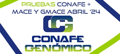 Actualizacin de pruebas genmicas de Machos: CONAFE + MACE y GMACE Abril 2024