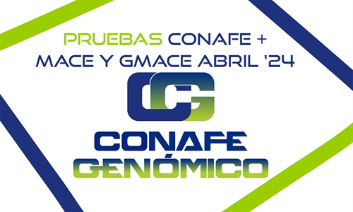 Actualizacin de pruebas genmicas de Machos: CONAFE + MACE y GMACE...