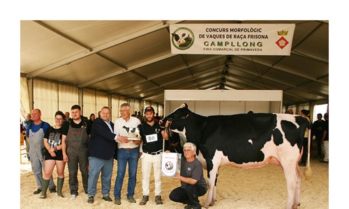 Soca 65 Haniko (Can Soca), Vaca Gran Campeona de Campllong 2024