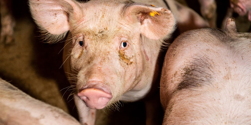 #RealidadGanadera: Directiva de emisiones industriales: 10 razones para rebatir la directiva del parlamento europeo sobre el �mbito de aplicaci�n en ganader�a