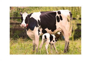 Nuevos datos de MSD Animal Health demuestran la eficacia de un anticuerpo monoclonal contra la infeccin por Cryptosporidium parvum en el ganado vacuno