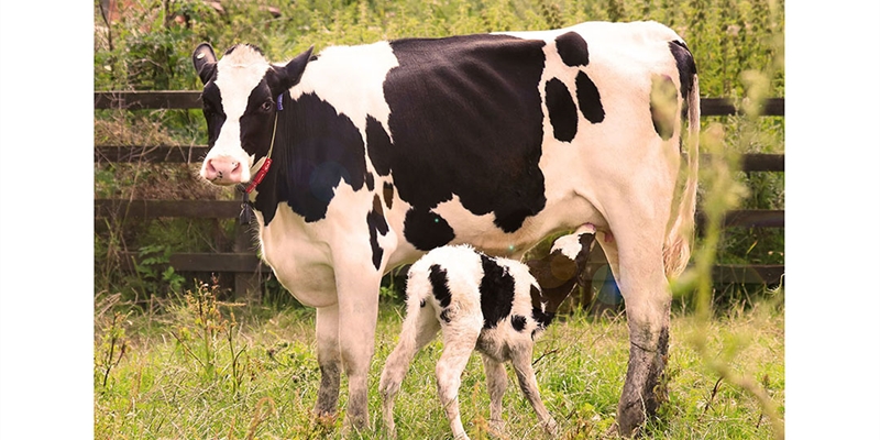 Nuevos datos de MSD Animal Health demuestran la eficacia de un anticuerpo monoclonal contra la infeccin por Cryptosporidium parvum en el ganado vacuno