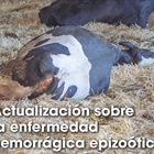 Actualizacin sobre la enfermedad hemorrgica epizotica