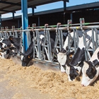 #RealidadGanadera: Sostenibilidad en las granjas de vacuno de leche