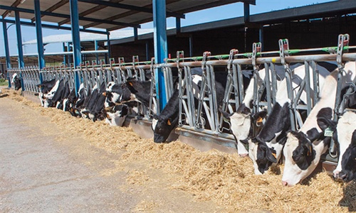 #RealidadGanadera: Sostenibilidad en las granjas de vacuno de leche