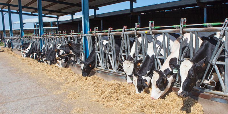 #RealidadGanadera: Sostenibilidad en las granjas de vacuno de leche