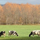 #Realidad Ganadera: Los aditivos en la alimentacin animal: contribucin a la seguridad de los alimentos, la salud y el bienestar animal y la sostenibilidad del planeta