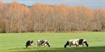 #Realidad Ganadera: Los aditivos en la alimentacin animal: contribucin a la seguridad de los alimentos, la salud y el bienestar animal y la sostenibilidad del planeta