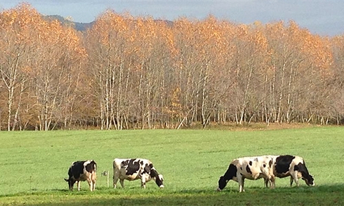 #Realidad Ganadera: Los aditivos en la alimentacin animal:...