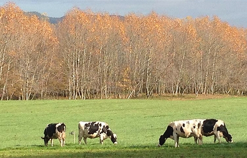 #Realidad Ganadera: Los aditivos en la alimentacin animal:...