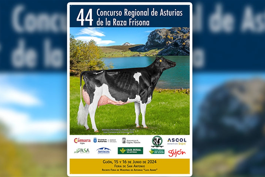 44� Concurso Regional de Asturias de la Raza Frisona 2024