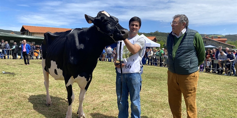 Cudaa Ipad Crushtime (Granja Cudaa), Vaca Gran Campeona en el Concurso Frisn de Galizano 2024