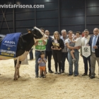 Venturo Hotjob Romilita (Casa Venturo), Vaca Gran Campeona de Asturias 2024