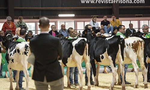 Otra mirada al Concurso Regional de Asturias de la Raza Frisona 2024
