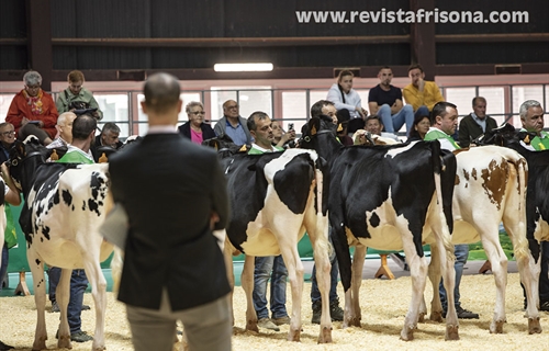 Otra mirada al Concurso Regional de Asturias de la Raza Frisona 2024