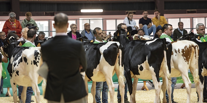 Otra mirada al Concurso Regional de Asturias de la Raza Frisona 2024