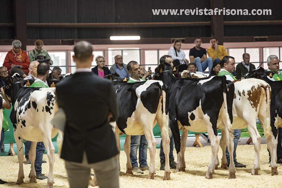 Otra mirada al Concurso Regional de Asturias de la Raza Frisona 2024