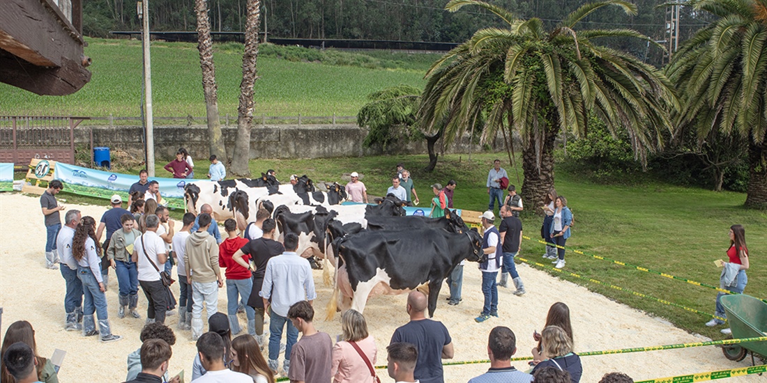 Muy buenas vacas y muy buen ambiente en la Escuela de Jueces Ganaderos 2024