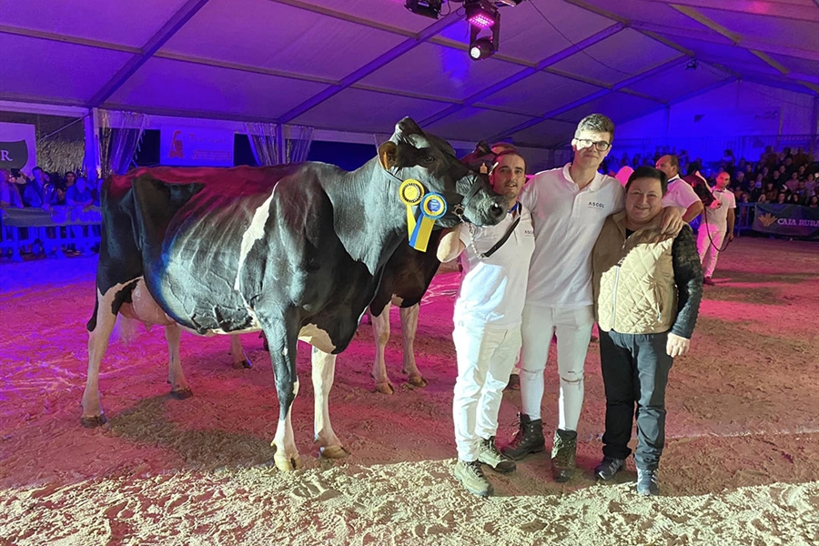 33 Concurso de la Raza Frisona de Tineo 2024