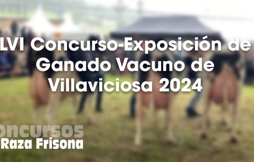 LVI Concurso-Exposicin de Ganado Vacuno de Villaviciosa 2024