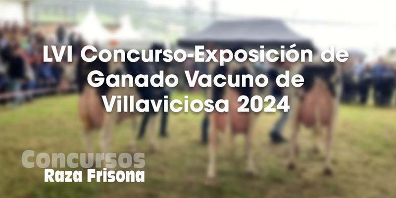 LVI Concurso-Exposicin de Ganado Vacuno de Villaviciosa 2024
