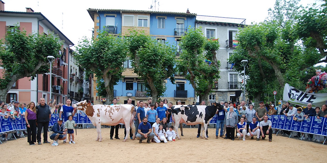 Ondazarte Alligator Barbado, Vaca Gran Campeona de Irn 2024