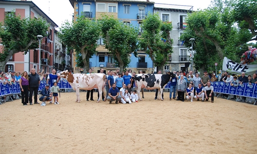 Ondazarte Alligator Barbado, Vaca Gran Campeona de Irn 2024