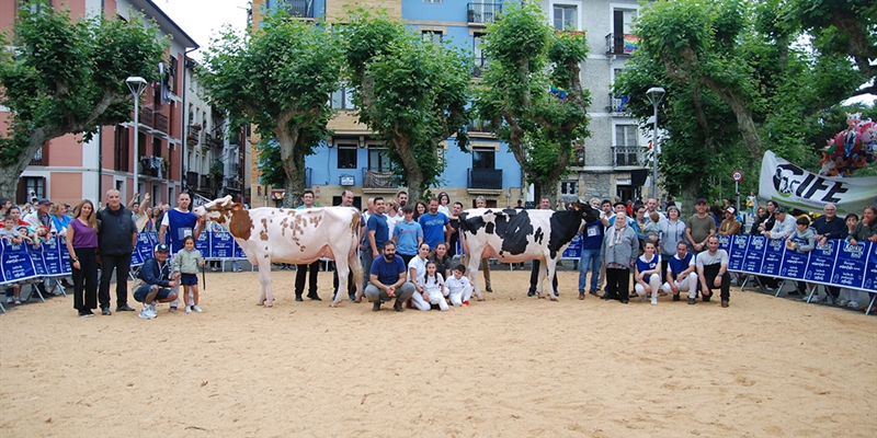Ondazarte Alligator Barbado, Vaca Gran Campeona de Irn 2024