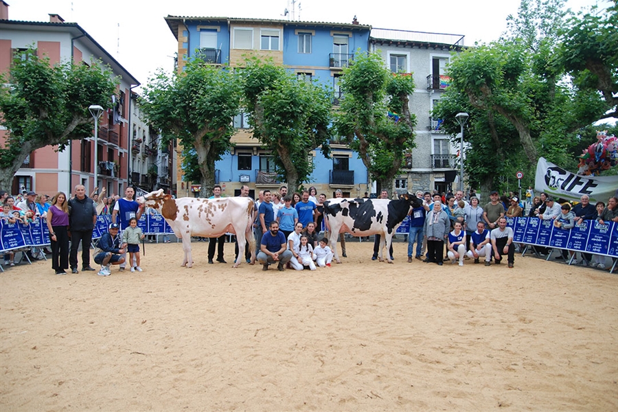 Ondazarte Alligator Barbado, Vaca Gran Campeona de Irn 2024