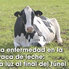 La enfermedad en la vaca de leche: la luz al final del tnel