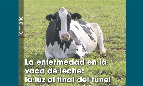 La enfermedad en la vaca de leche: la luz al final del tnel
