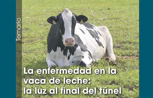 La enfermedad en la vaca de leche: la luz al final del tnel
