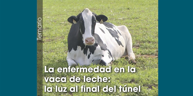 La enfermedad en la vaca de leche: la luz al final del tnel