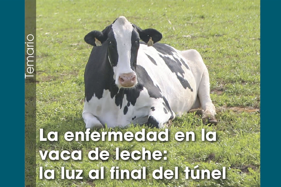 La enfermedad en la vaca de leche: la luz al final del tnel