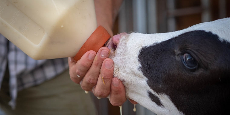 #RealidadGanadera: Existe una mayor demanda de mejora del bienestar animal, pero qu sabe realmente la sociedad