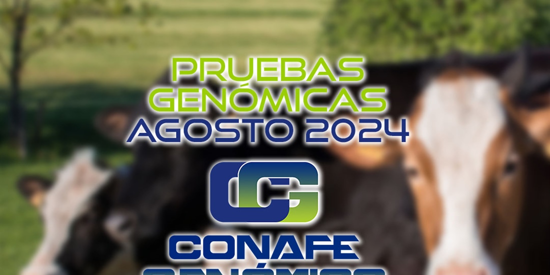Actualizacin de las pruebas genmicas de Hembras CONAFE Agosto 2024