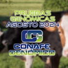 Actualizacin de las pruebas genmicas de Hembras CONAFE Agosto 2024