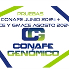Nuevas pruebas CONAFE Junio 2024 + MACE y GMACE Agosto 2024