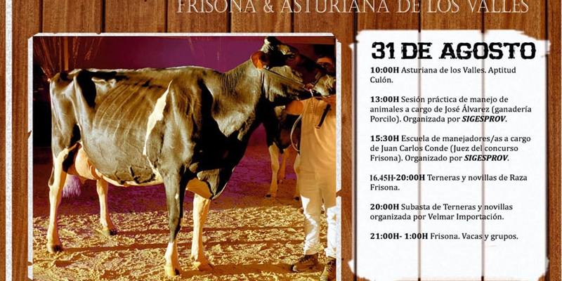 Ya est disponible el programa del 33 Concurso de la Raza Frisona de Tineo 2024