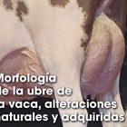 Morfologa de la ubre de la vaca, alteraciones naturales y adquiridas