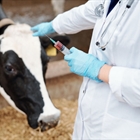 El Consejo General de Colegios Veterinarios pide que las administraciones apoyen econmicamente con la vacuna de la EHE