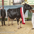 Llinde Ariel Jordan (SAT Ceceo) se proclama Vaca Gran Campeona de Cantabria 2024