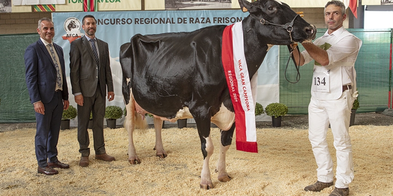 Llinde Ariel Jordan (SAT Ceceo) se proclama Vaca Gran Campeona de Cantabria 2024